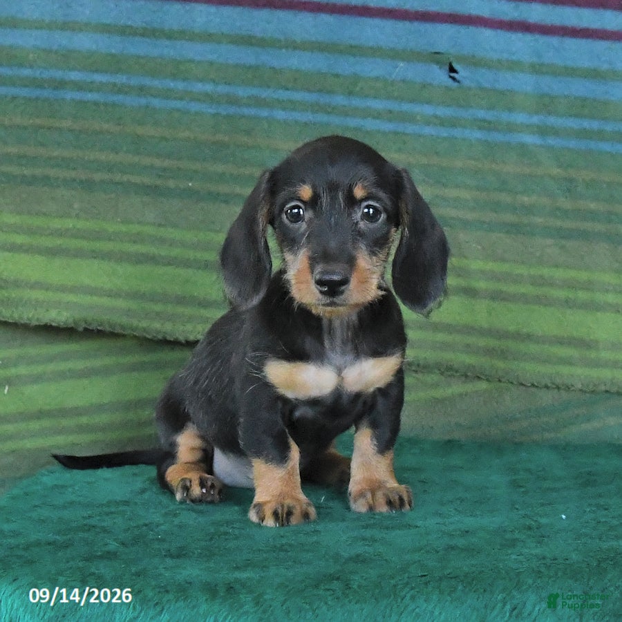 Miniature Dachshund dogs Rosie - Ad 1