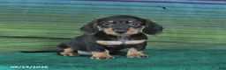 Miniature Dachshund dogs for sale: Rosie - Ad 1