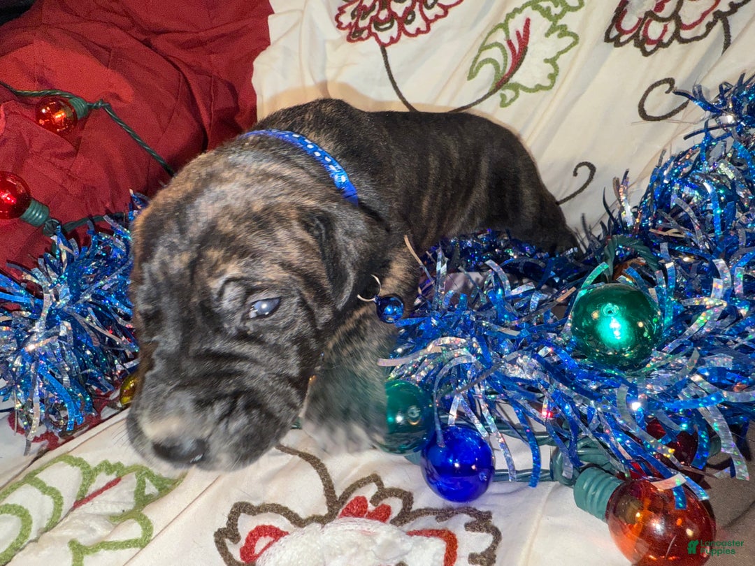 Great Dane dogs for sale: Mylar - Ad 4