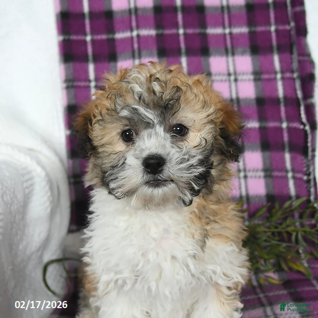 Teddy Bear dogs for sale: Murphy - Ad 5