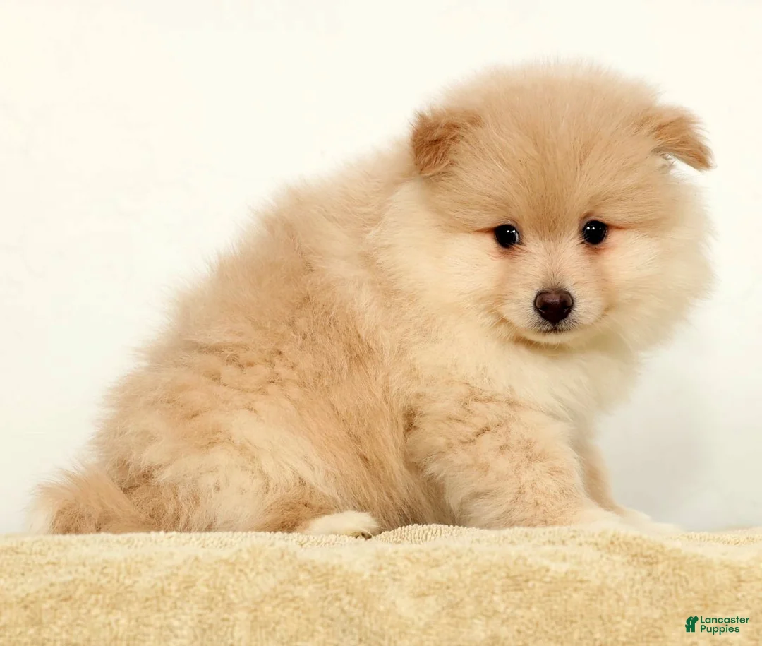 Pomeranian dogs for sale: Bentley - Ad 4