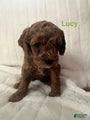 Lucy - she has found her home