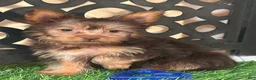 Yorkshire Terrier dogs for sale: Harry Spunky Loving Chocolate Yorkie - Ad 4