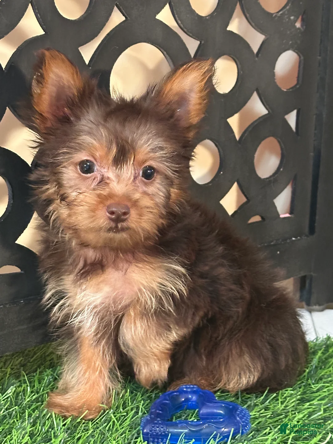 Yorkshire Terrier dogs for sale: Harry Spunky Loving Chocolate Yorkie - Ad 4