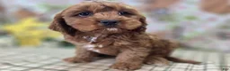 Cavapoo dogs for sale: Denali - Ad 4