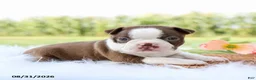 Boston Terrier dogs for sale: Daisy - Ad 3