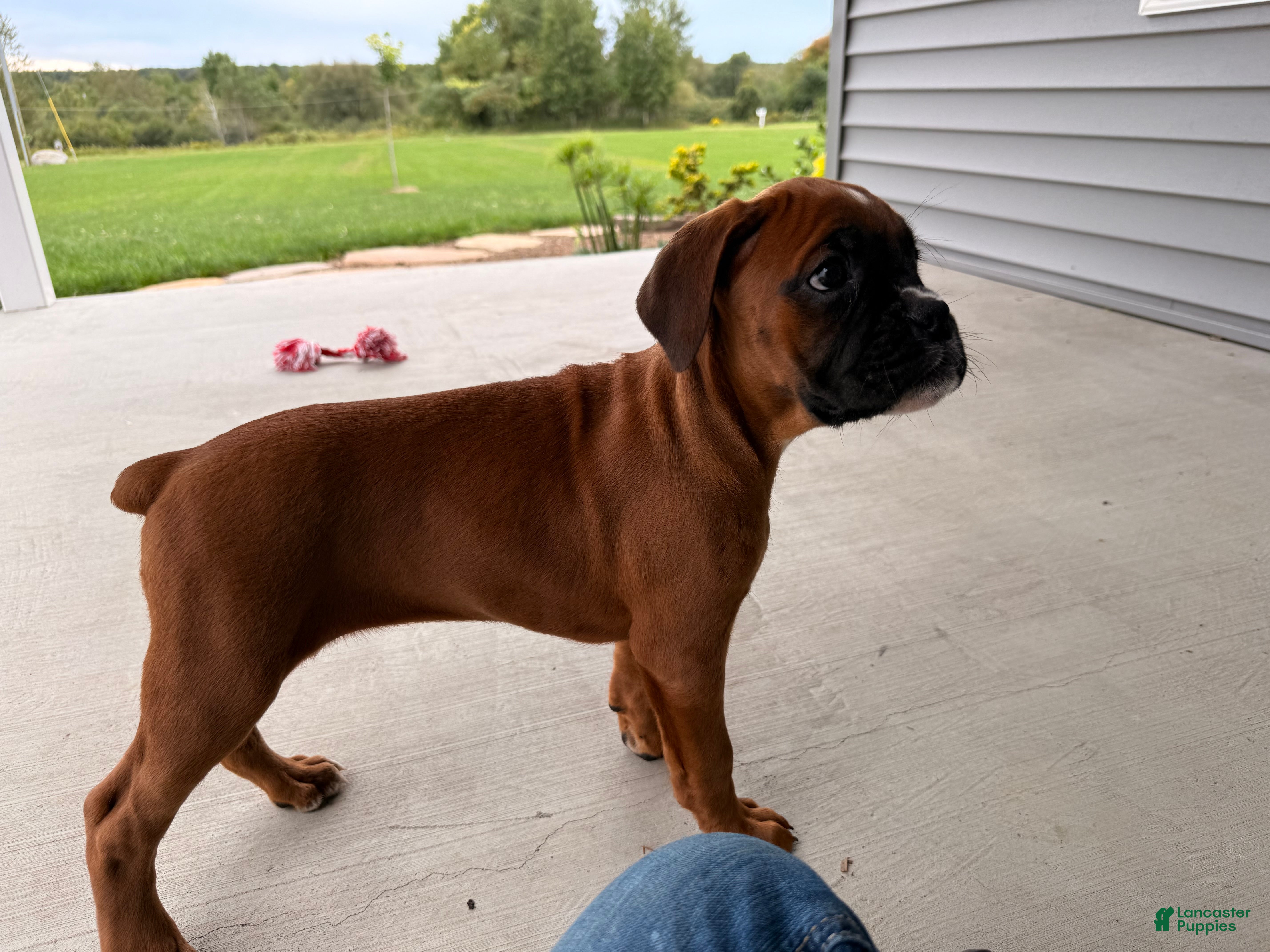 Boxer dogs  Emily - Ad 2