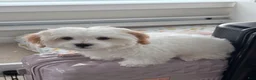 Shihpoo dogs for sale: Shihpoo 1 - Ad 3
