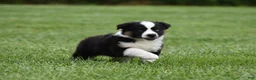 Miniature Australian Shepherd dogs for sale: Cash - Ad 8