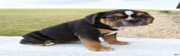 Beabull dogs for sale: Bentley - Ad 2