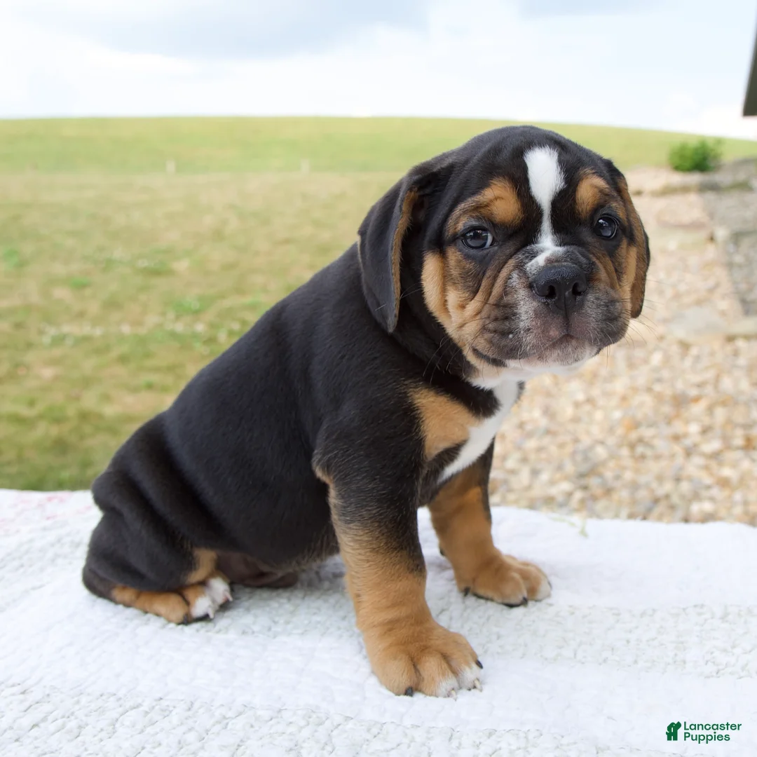 Beabull dogs for sale: Bentley - Ad 2