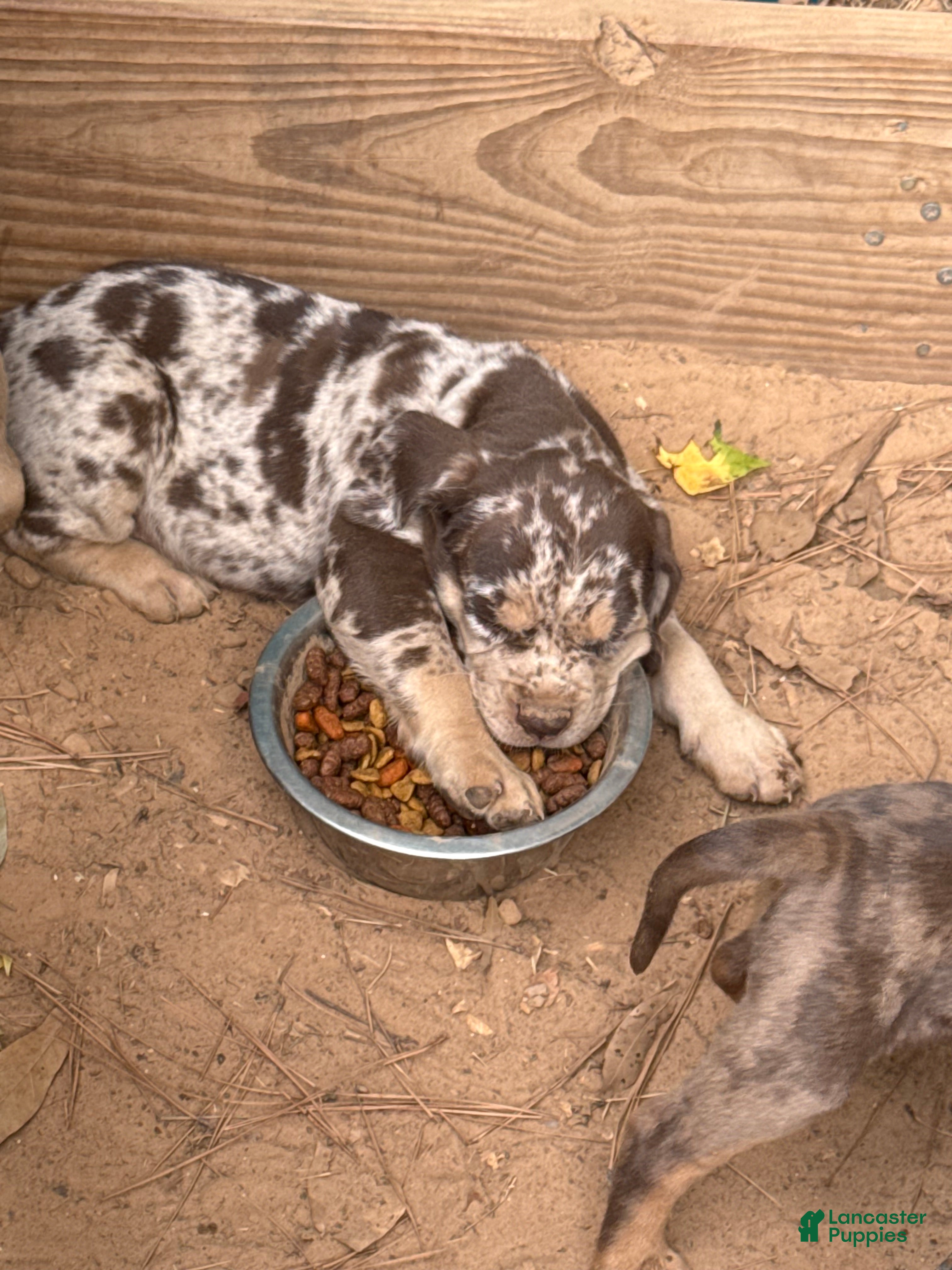 Catahoula Leopard Dog dogs for sale: Chunker aka Reddington “Red” - Ad 1