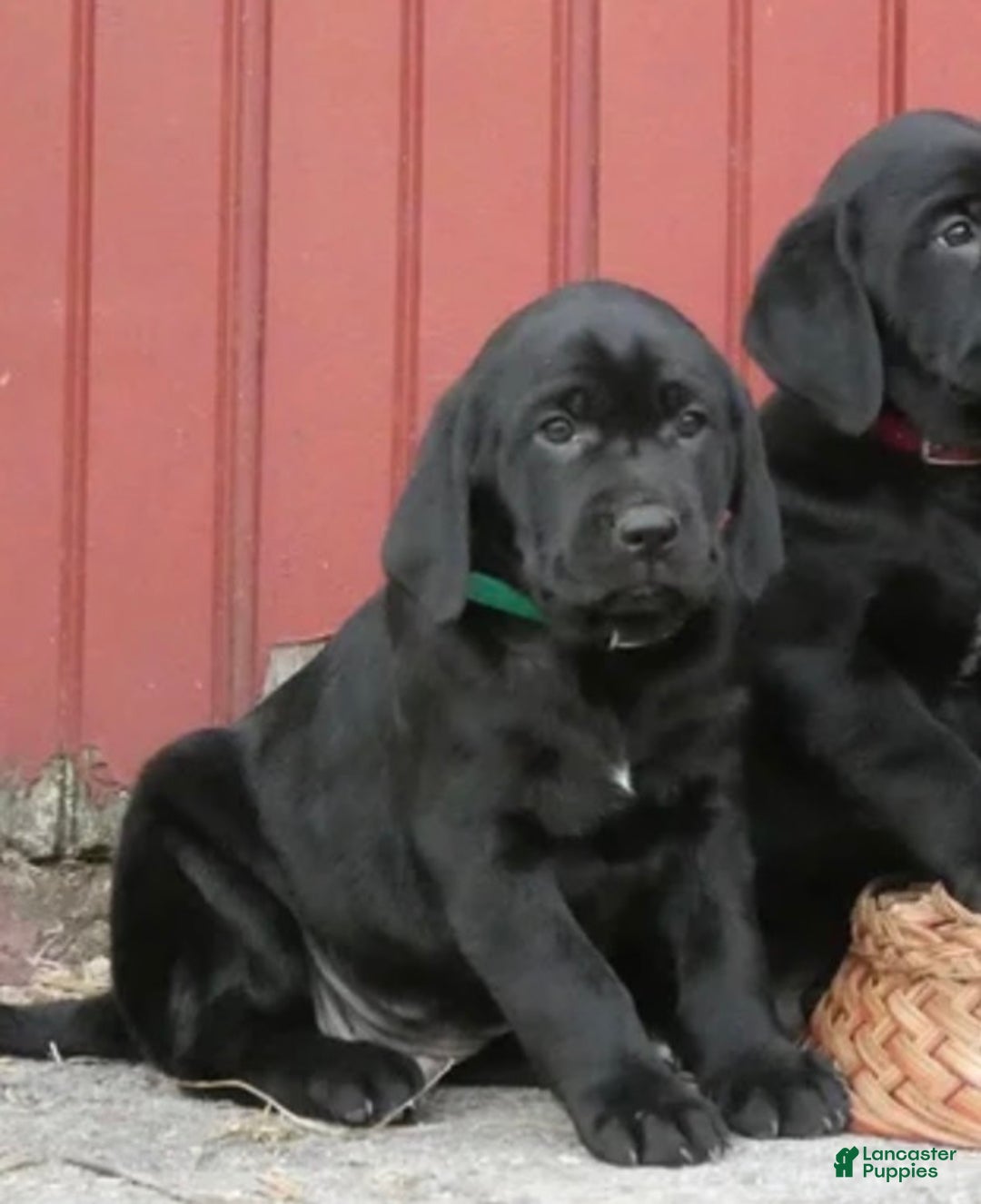 Mixed Breed dogs for sale: Mixed Breed Puppy 1 - Ad 2