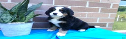 Bernese Mountain Dog dogs for sale: Tea Cup - Ad 9