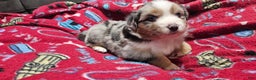Miniature Australian Shepherd dogs for sale: Sprinkle  - Ad 4