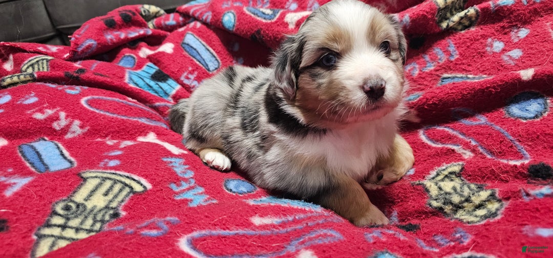 Miniature Australian Shepherd dogs for sale: Sprinkle  - Ad 4