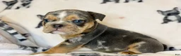 English Bulldog dogs for sale: Versace - Ad 72