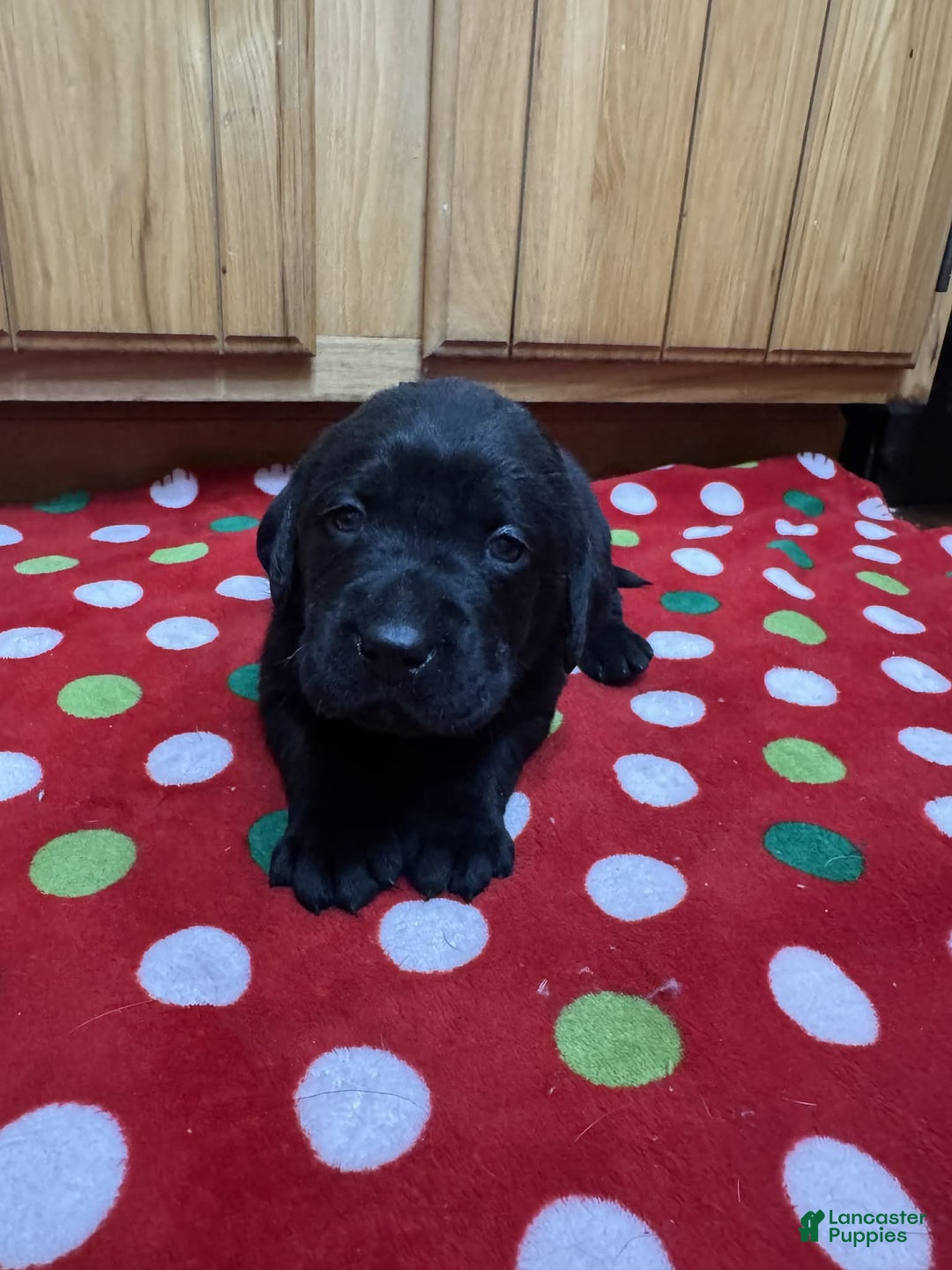 Labrador Retriever dogs for sale: Forest - Ad 7
