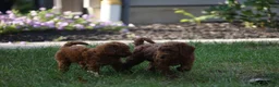 Irish Doodle dogs for sale: Coasta - Ad 2