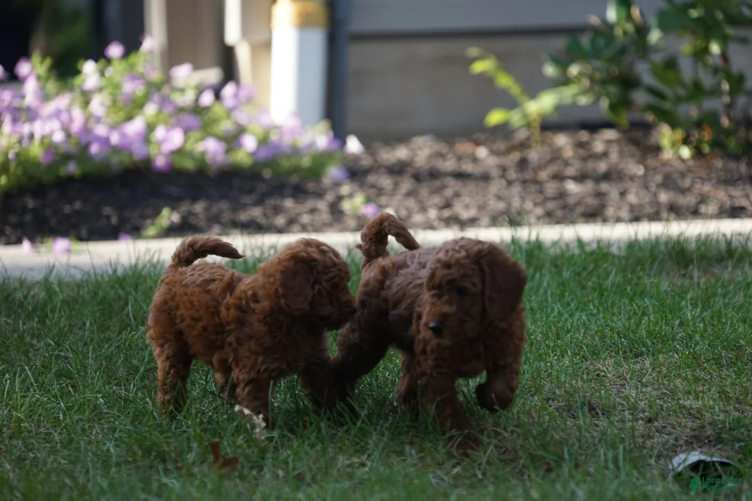 Irish Doodle dogs for sale: Coasta - Ad 2