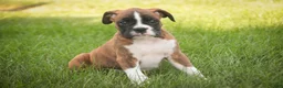 Boxer dogs for sale: Brody - Ad 5