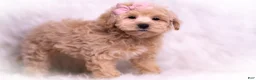 Maltipoo dogs for sale: Misha - Ad 8