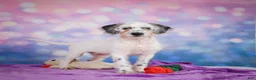 Mixed Breed dogs for sale: Clifford - Ad 10