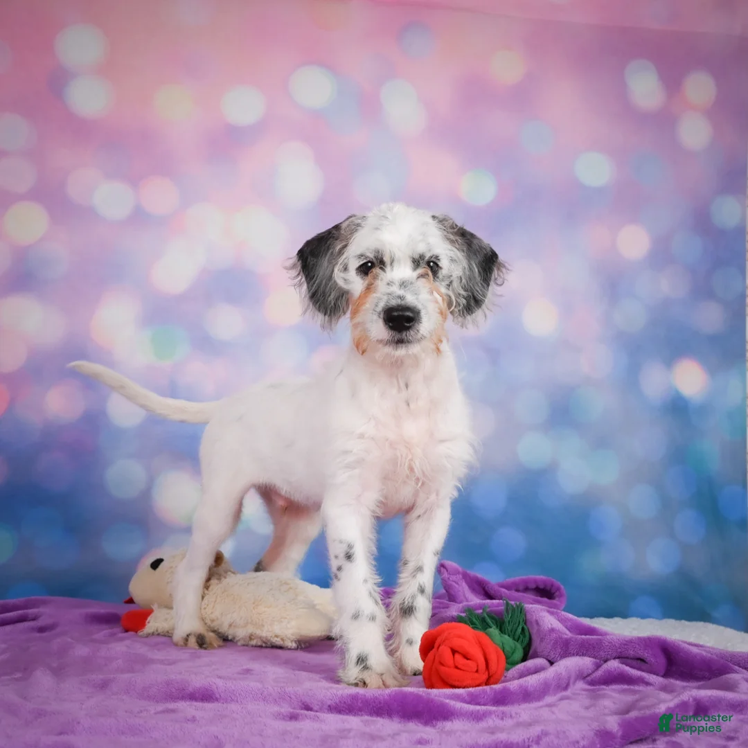 Mixed Breed dogs for sale: Clifford - Ad 10