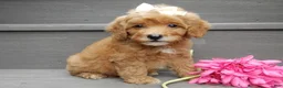 Mini Goldendoodle dogs for sale: Izzy - Ad 3