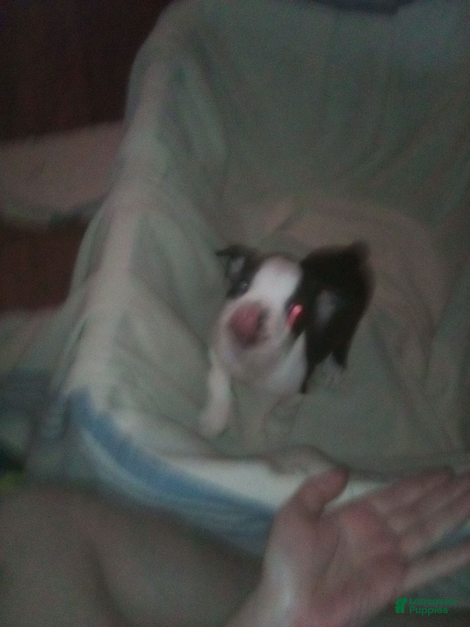 Boston Terrier dogs Ron Boston Terrier  - Ad 39