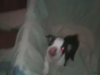 Boston Terrier dogs Ron Boston Terrier - Ad 39