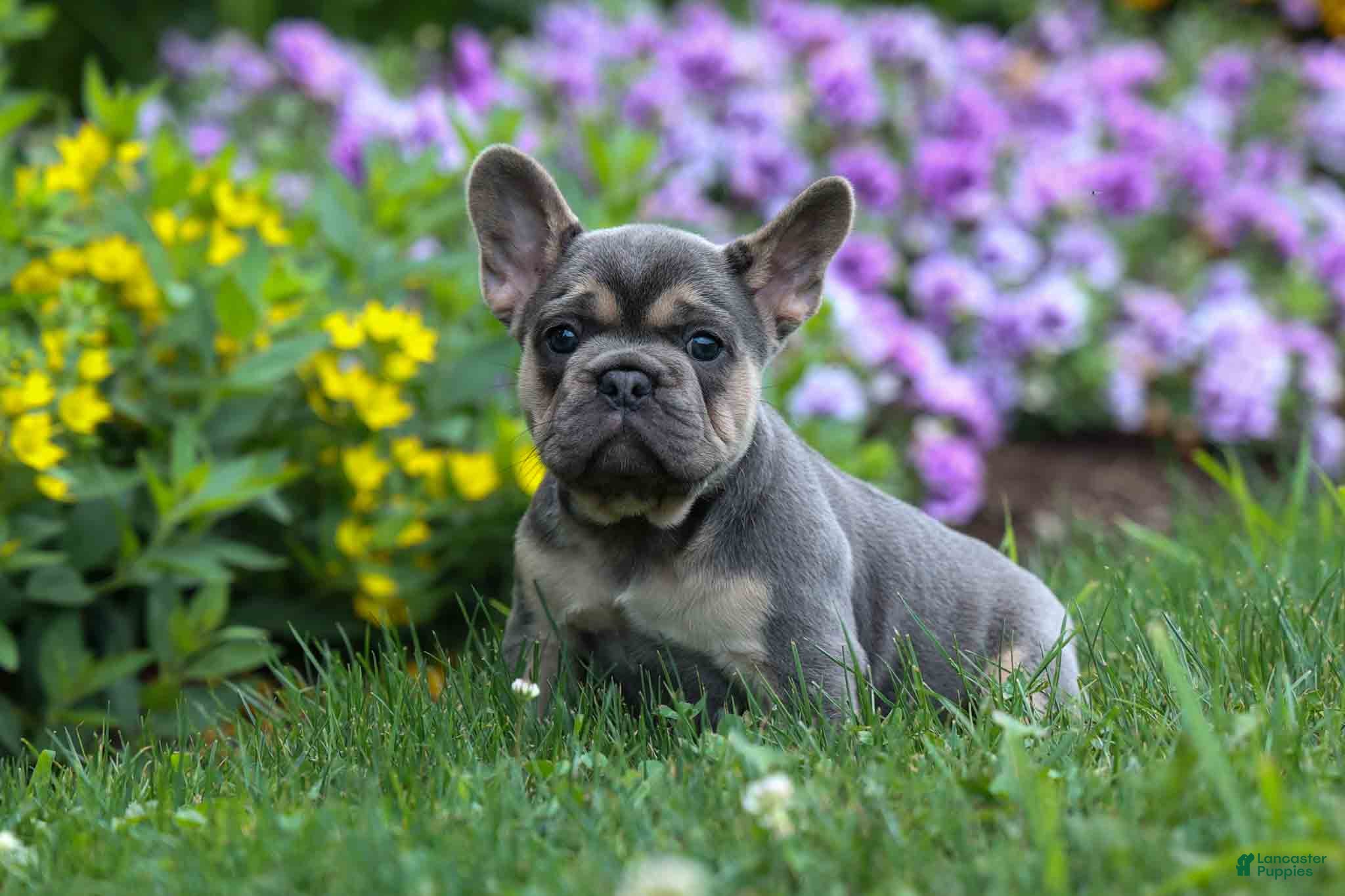 French Bulldog dogs Finley 🐶 - Ad 1