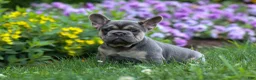 French Bulldog dogs for sale: Finley 🐶 - Ad 1