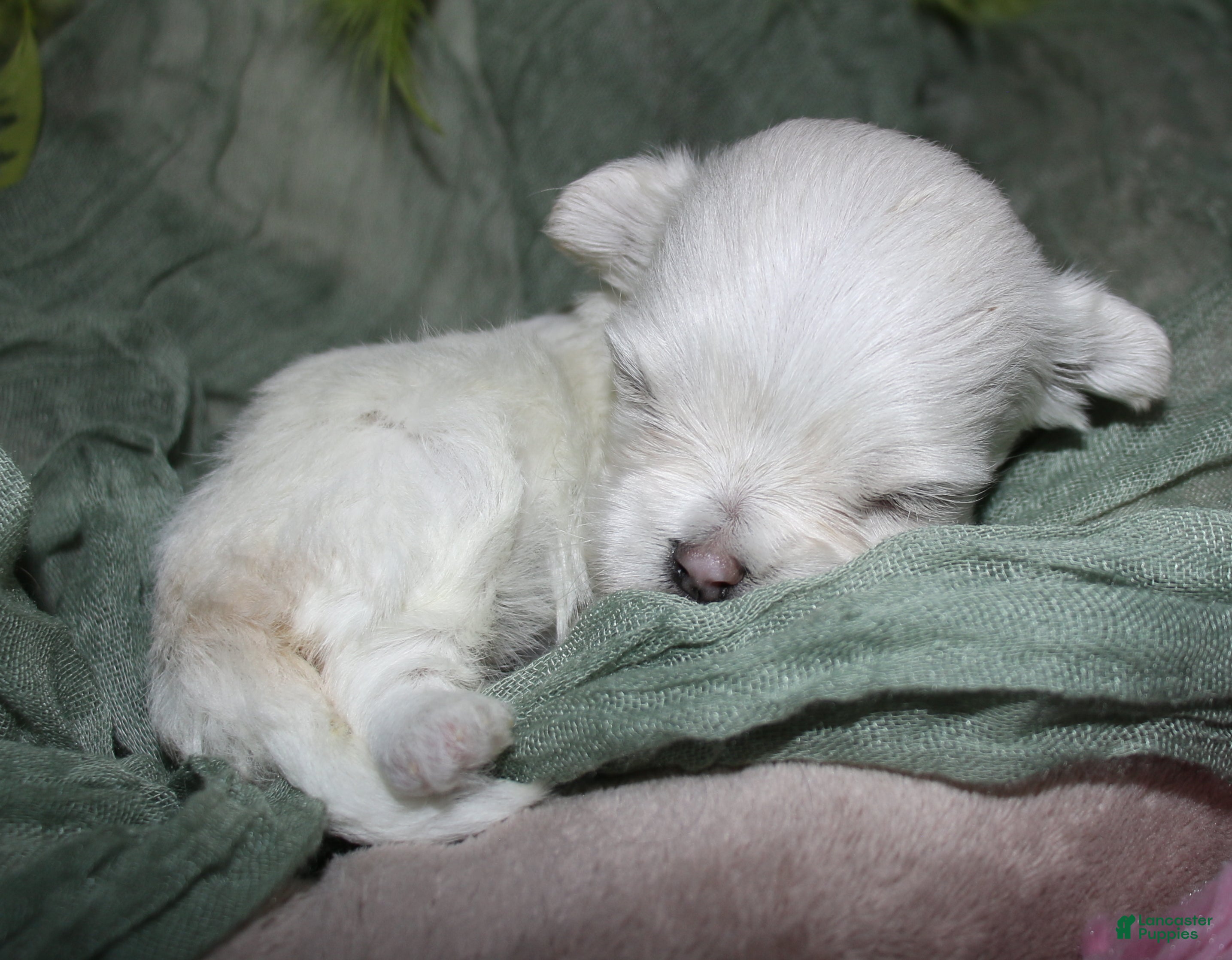Maltese dogs for sale: Dakota - Ad 3