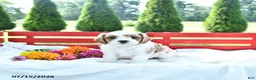Cavapoo dogs for sale: Linford - Ad 3