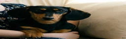 Dachshund dogs for sale: Duke, longhaired Dachshund  - Ad 3