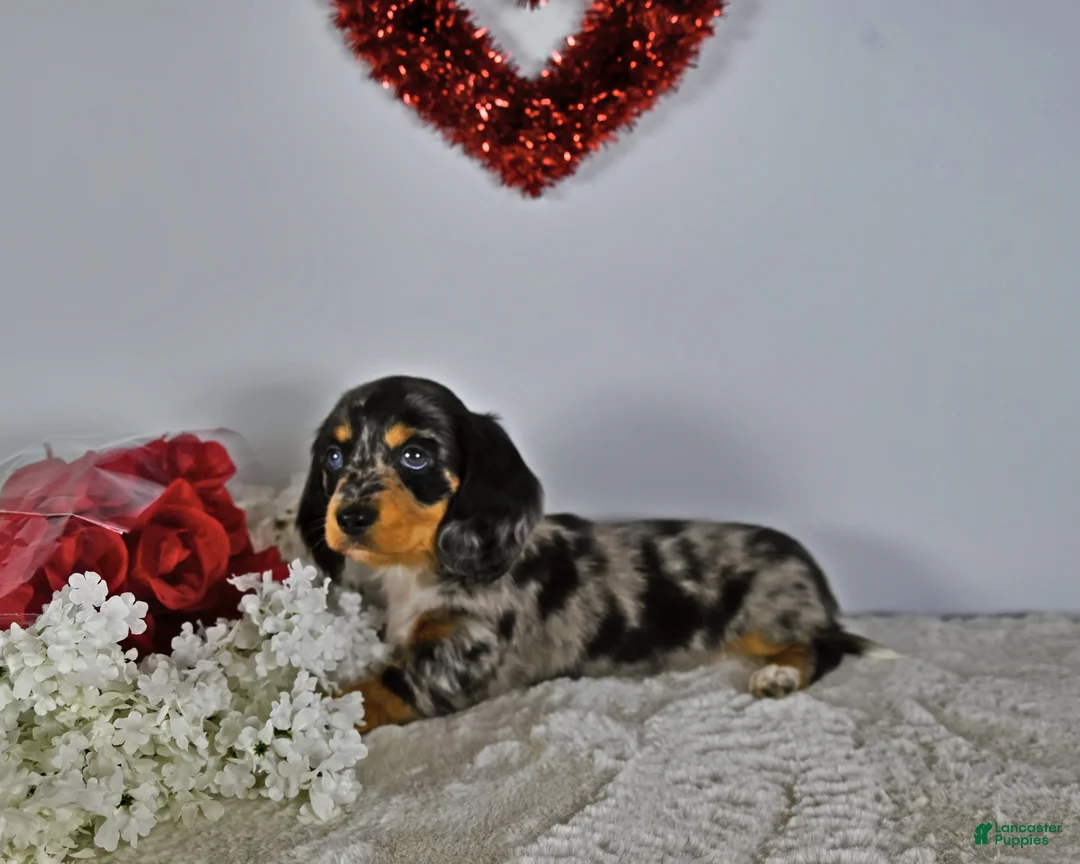 Miniature Dachshund dogs for sale: Daisy  - Ad 3