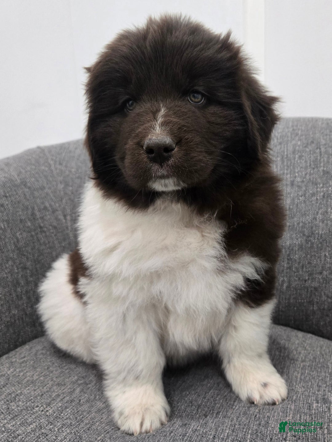 Newfoundland dogs for sale: Beauty  - Ad 3