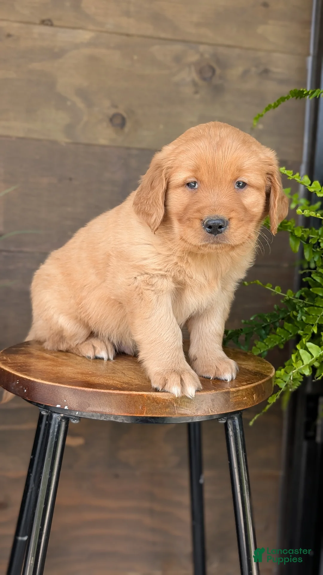 Golden Retriever dogs for sale: Tyson - Ad 2