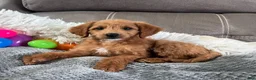 Mini Goldendoodle dogs for sale: Lucy (Micro Mini Girl) - Ad 3