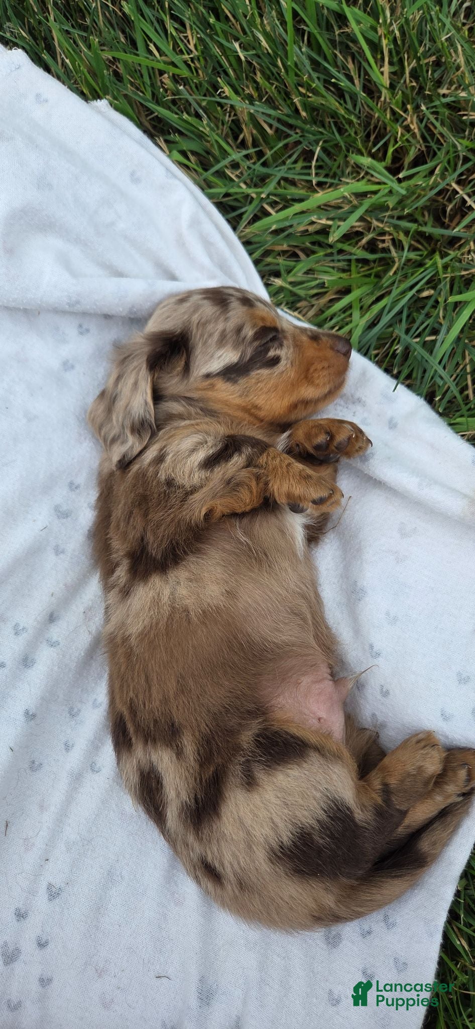 Miniature Dachshund dogs Cedar - Ad 1