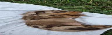 Cedar