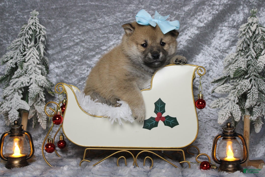 Shiba Inu dogs for sale: Brandy  - Ad 1