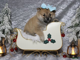 Shiba Inu dogs Brandy - Ad 6