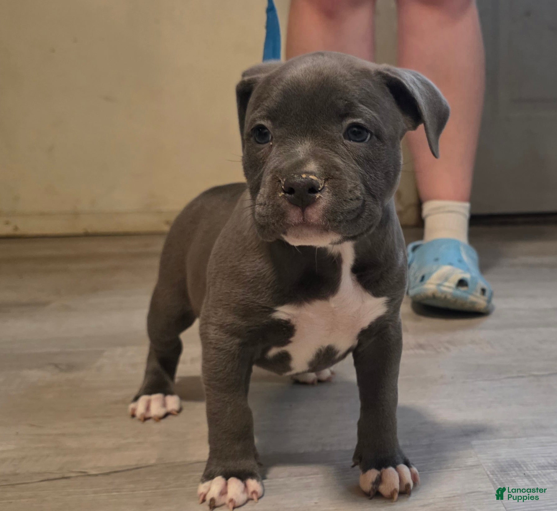 American Bully dogs Trixie - Ad 1