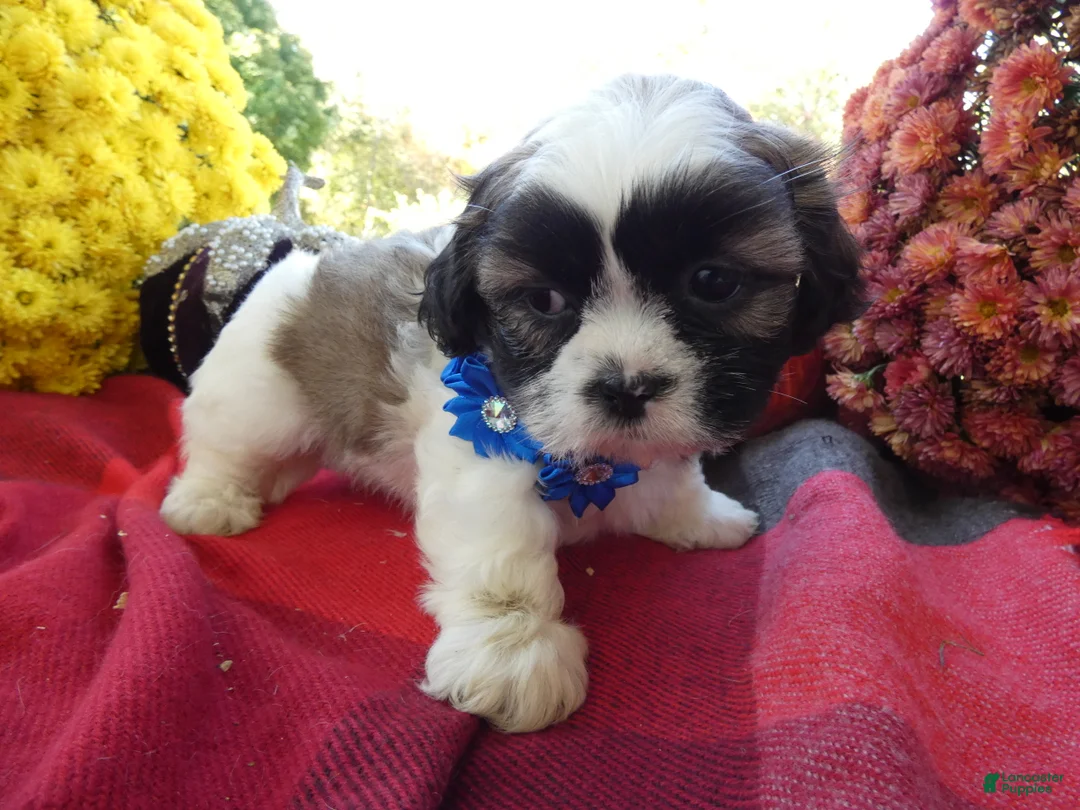 Shih Tzu dogs for sale: Shih Tzu 7 Kara - Ad 2