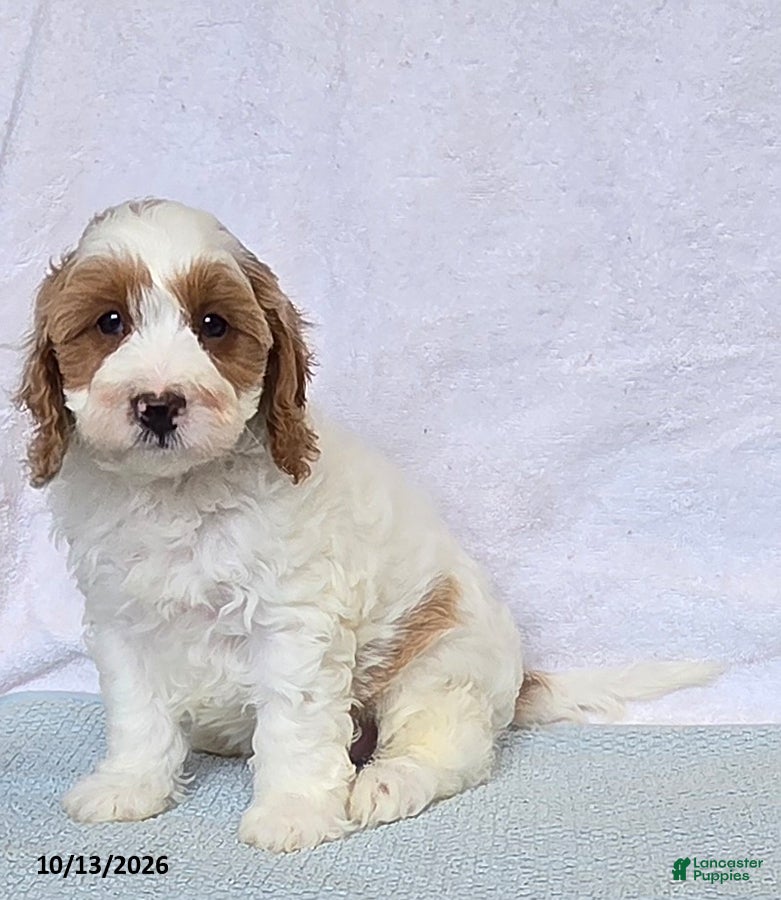 Cavapoo dogs Biscuit - Ad 1