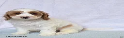 Cavapoo dogs for sale: Biscuit - Ad 1