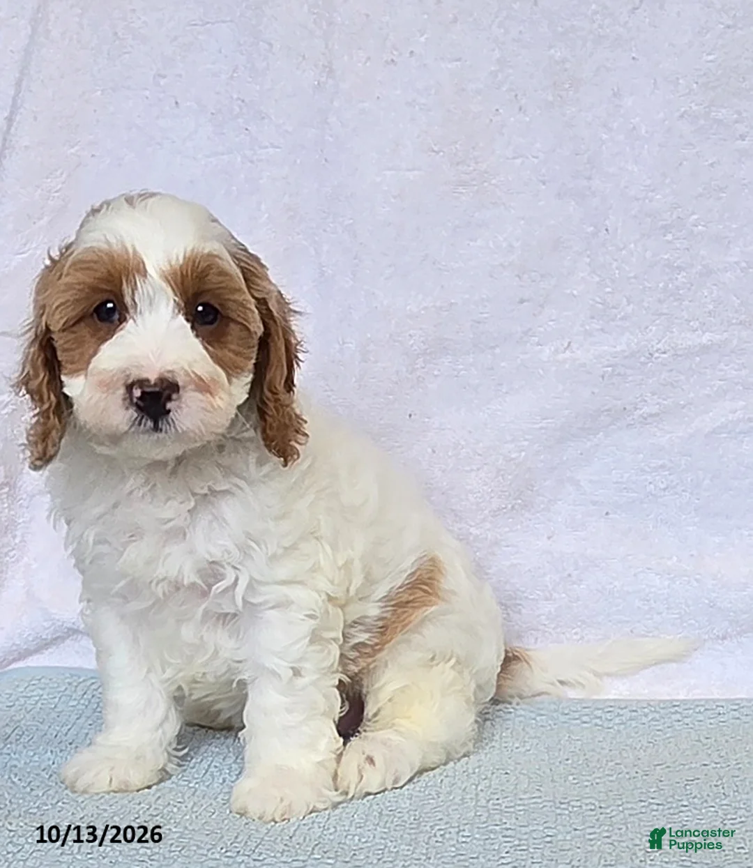 Cavapoo dogs for sale: Biscuit - Ad 1