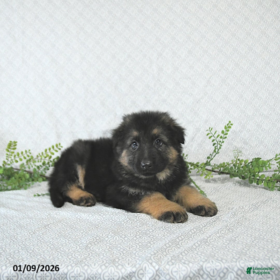 German Shepherd dogs for sale: Rex - Ad 2